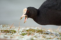 Coot (Fulica atra) grazing grass on a snow covered lake margin, Gloucestershire, UK, February.