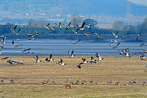 Barnacle geese (Branta leucopsis) taking off as a hunting Red fox (Vulpes vulpes) stands on the saltmarsh they were resting on, Severn estuary, Gloucestershire, UK, February.