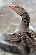 Greylag goose (Anser anser) flapping its wings in blowing snow, Gloucestershire, UK, February.