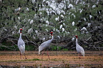 Sarus crane (Grus antigone), three standing in wetland with many birds perched in scrub behind. Keoladeo National Park/ Bharatpur Bird Sanctuary, Rajasthan, India.