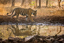 Bengal tiger (Panthera tigris tigris) walking beside watering hole amongst trees, reflected in water. Ranthambore National Park, Rajasthan, India.