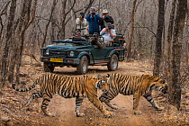 Bengal tiger (Panthera tigris tigris), two sub-adults crossing dirt road with tourists watching and photographing from jeep in background. Ranthambore National Park, Rajasthan, India.