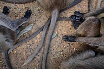 Grey langur / Hanuman langur (Semnopithecus sp), tails and hands of monkeys feeding at a religious site. Ranthambore National Park, Rajasthan, India.