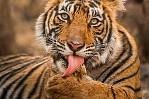 Bengal tiger (Panthera tigris tigris) licking paw. Ranthambore National Park, Rajasthan, India.