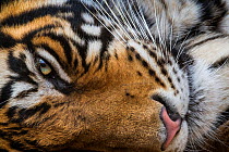 Bengal tiger (Panthera tigris tigris) head, close up. Ranthambore National Park, Rajasthan, India.