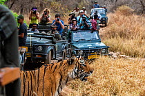 Bengal tiger (Panthera tigris tigris) standing, many tourists watching and taking photos from safari trucks. Ranthambore National Park, Rajasthan, India.
