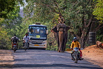 Asian elephant (Elephas maximus) and mahout riding along road with bus and motorbikes, Ranthambore, Rajasthan, India.