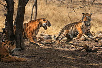 Bengal tiger (Panthera tigris tigris) female discouraging her sub adult cub from coming near. Ranthambore National Park, Rajasthan, India.