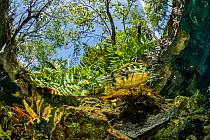 Freshwater turtle (Trachemys scripta venusta) swimming in Gran Cenote, near Tulum, Quintana Roo, Yucatan Peninsula, Mexico.