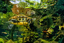 Freshwater turtle (Trachemys scripta venusta) swimming in Gran Cenote, near Tulum, Quintana Roo, Yucatan Peninsula, Mexico.