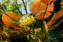 Freshwater turtle (Trachemys scripta venusta) swimming under Water lilies leaves, Gran Cenote, Tulum, Quintana Roo, Yucatan Peninsula, Mexico.