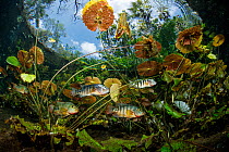 Freshwater fish including Mayan cichlids (Mayaheros urophthalmus) between aquatic plants and leaves, Cenote Nicte-Ha, near Tulum, Quintana Roo, Yucatan Peninsula, Mexico. MontPhoto Competition 2023 -...