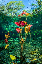 Water lilies at the surface in Cenote Nicte-Ha,Tulum, Quintana Roo, Yucatan Peninsula, Mexico.