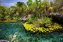 Nicte-Ha Cenote with people swimmnig located near Tulum, Quintana Roo, Yucatan Peninsula, Mexico.