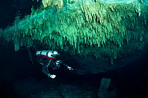 Scuba diver exploring Tajma Ha cenote, the ceiling of the cavern is covered with stalactites, Quintana Roo, Yucatan, Mexico.