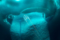 Arctic comb jelly / Sea nut (Mertensia ovum) swimming in front of iceberg. Tasiilaq, East Greenland. April.