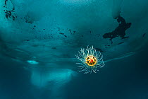 Benthic hydrozoan (Ptychogastria polaris) in front of iceberg. Tasiilaq, East Greenland. April. Prince Albert II of Monaco Environmental Photography Awards 2023 Winner - Polar Worlds category. MontPho...