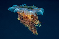 Lion&#39;s mane jellyfish (Cyanea capillata). Tasiilaq, East Greenland. April.