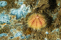 Sea urchin (Echinoidea) on rock. Tasiilaq, East Greenland. April.