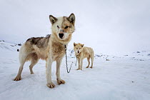 Greenland dog, two standing in snow. Tasiilaq, East Greenland. April.