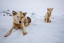 Greenland dog, two waiting on snow. Tasiilaq, East Greenland. April.