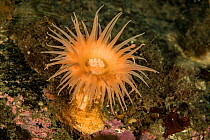 Nodular sea anemone (Hormathia nodosa). Tasiilaq, East Greenland. April.