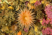 Nodular sea anemone (Hormathia nodosa). Tasiilaq, East Greenland. April.
