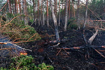 Fire damage in coniferous forest as a result of lightning strike in dry summer. Alam-Pedja Nature Reserve, Jogevamaa, Southern Estonia. August 2018.