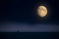 Full moon with Roe deer (Capreolus capreolus) buck silhouetted below in meadow. Viljandimaa, Central Estonia. July 2018. Double exposure
