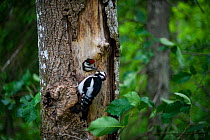 Great-spotted woodpecker (Dendrocopos major) male feeding almost fully grown nestling. Tartumaa, Southern Estonia. June.