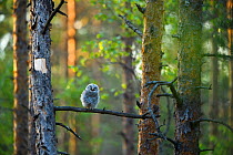 Ural owl (Strix uralensis) fledgling chick perched on Pine (Pinus sp) branch in coniferous forest. Tartumaa, Southern Estonia. June.