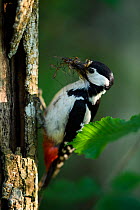 Great-spotted woodpecker (Dendrocopos major) with insects in beak to feed to chicks. Tartumaa, Southern Estonia. May.