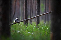 Ural owl (Strix uralensis) fledgling on first day out of nest, perched in swamp forest amongst Hare&#39;s-tail cottongrass (Eriophorum vaginatum). Tartumaa, Southern Estonia. May.