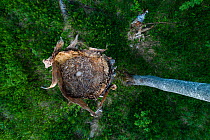 Ural owl (Strix uralensis) nest with egg in old Birch (Betula sp) tree, view from above. Tartumaa, Southern Estonia. May.