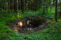 Reflection of sun in forest pool. Haanja Nature Park, Vorumaa, Southern Estonia. May.