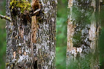 Ural owl (Strix uralensis) female on nest in old Aspen (Populus tremula) tree. Tartumaa, Southern Estonia. April.