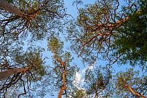 Pine (Pinus sp) forest canopy viewed from below. Agusalu Nature Reserve, Ida-Virumaa, Eastern Estonia. April.