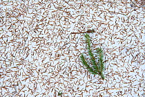 Pattern of Conifer (Pinaceae) needles on snow, revealed following spring melt. Agusalu Nature Reserve, Ida-Virumaa, Eastern Estonia. April.