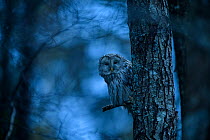 Ural owl (Strix uralensis) perched on Alder (Alnus sp) tree at dusk. Tartumaa, Southern Estonia. April.