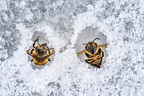 Honey bee (Apis mellifera), two frozen on pond ice after flying out too early. Valgamaa, Southern Estonia. March.