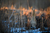 Great bittern (Botaurus stellaris) standing with head up, camouflaged between surrounding reeds. Laanemaa, Western Estonia. March.