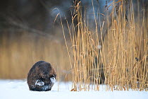 Eurasian beaver (Castor fiber) on ice besides reeds in Emajogi River, Tartumaa, Southern Estonia. January.