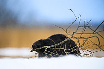 Eurasian beaver (Castor fiber) with Willow (Salix sp) branch for winter stockpile. Near Suur Emajogi River, Tartumaa, Southern Estonia. January.