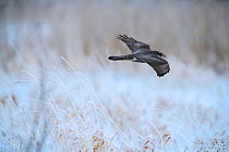 Northern goshawk (Accipiter gentilis) flying over frost covered meadow. Tartumaa, Southern Estonia. January.