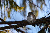 Eurasian pygmy owl (Glaucidium passerinum) perched on branch with bloody beak after feeding on a mouse, in Spruce (Picea sp) tree. Tartumaa, Southern Estonia. January.