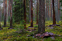 Dead Pine (Pinus sp) trees shedding bark. Ihamaru Nature Reserve, Polvamaa, Southern Estonia. November.