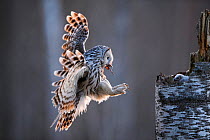 Ural owl (Strix uralensis) female arriving at nest with Common frog (Rana temporaria) in beak to feed to chick. Tartumaa, Southern Estonia. May.
