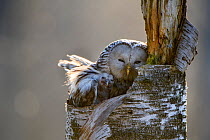 Ural owl (Strix uralensis) female with chick on nest in tree stump. Tartumaa, Southern Estonia. May.