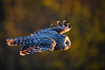 Ural owl (Strix uralensis) flying in evening light. Tartumaa, Southern Estonia. May.