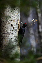 Black woodpecker (Dryocopus martius) excavating nest hole. Valgamaa, Southern Estonia. April.